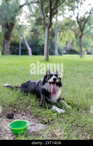Positiver Hund mit Zunge draußen, der tagsüber auf grünem Gras im Park liegt Stockfoto