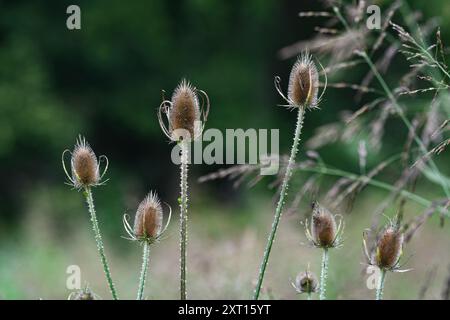 Gewöhnliche Teasel (Dipsacus fullonum), die neben einer Brücke an einem Bachufer wächst. Diese Pflanze ist eine Nahrungsquelle für Vögel und gilt in vielen c als Unkraut Stockfoto