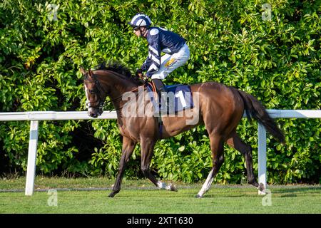 Windsor, Berkshire, Großbritannien. August 2024. STAINCLIFF mit Jockey Charles Bishop gewinnt die Fitzdares gratuliert Keith Scott & London 52 Novice Stakes (Klasse 5) (GBB Race) auf der Royal Windsor Racecourse in Windsor, Berkshire beim Vegas Racenight. Eigentümer Mr. C R Hirst, Trainer Jack Channon, West Ilsley, Züchter Aston Mullins Stud & S Barrow Esq, Sponsor Jack Channon Racing Limited. Quelle: Maureen McLean/Alamy Live News Stockfoto