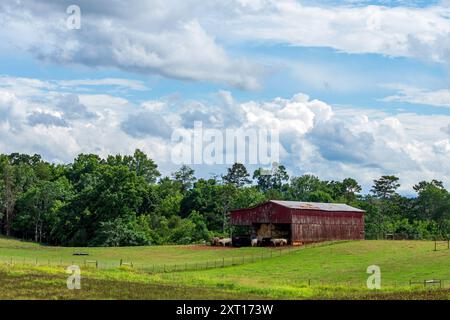 Landwirtschaftlich genutzte Rinderlandschaft in der Nähe einer alten, verwitterten roten Scheune im ländlichen Tennessee Stockfoto