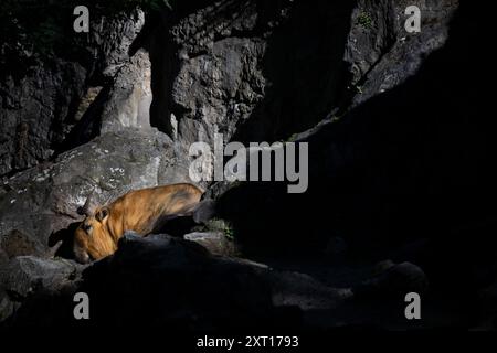 Berlin, Deutschland. August 2024. Ein Sichuan-Takin schläft in der Sonne in seinem Gehege im Berliner Zoo. Quelle: Sebastian Gollnow/dpa/Alamy Live News Stockfoto