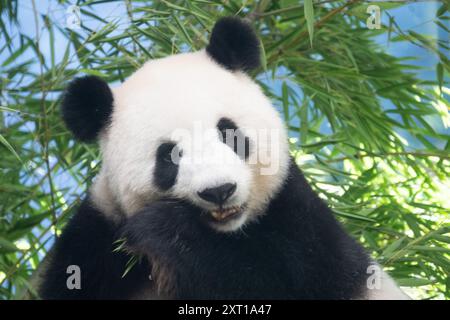 Berlin, Deutschland. August 2024. Panda Meng Meng Meng, schwanger mit Zwillingen, sitzt in ihrem Gehege im Zoo Berlin. Nach fünf Jahren werden im Berliner Zoo wieder Pandabuppen erwartet. Quelle: Sebastian Gollnow/dpa/Alamy Live News Stockfoto
