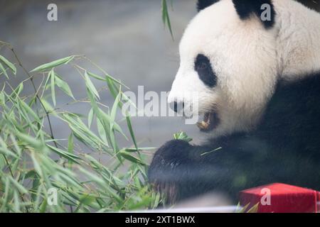 Berlin, Deutschland. August 2024. Panda Meng Meng Meng, schwanger mit Zwillingen, sitzt in ihrem Gehege im Zoo Berlin. Nach fünf Jahren werden im Berliner Zoo wieder Pandabuppen erwartet. Quelle: Sebastian Gollnow/dpa/Alamy Live News Stockfoto