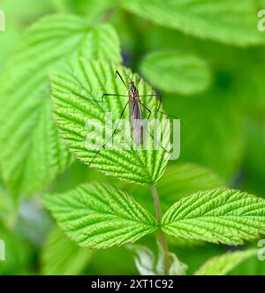 Tiger Cranefly - Nephrotoma flavescens Stockfoto