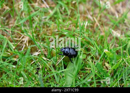 Waldkäfer - Anoplotrupes stercorosus Stockfoto