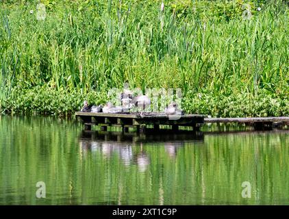 Graugänse ruhen in der Sonne in Throxenby Mere, Scarborough, North Yorkshire, Stockfoto