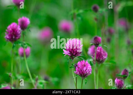 Roter Klee - Trifolium pratense Stockfoto