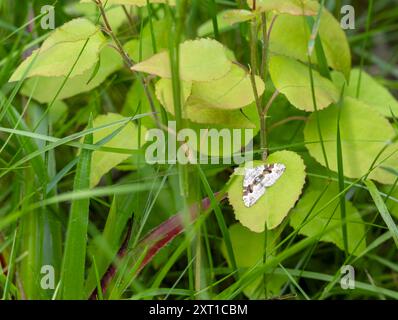 Silberne Teppichmotte auf niedrig wachsender Vegetation Stockfoto