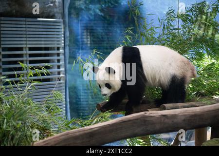 Berlin, Deutschland. August 2024. Panda Meng Meng Meng, schwanger mit Zwillingen, steht in ihrem Gehege im Zoo Berlin. Nach fünf Jahren werden im Berliner Zoo wieder Pandabuppen erwartet. Quelle: Sebastian Gollnow/dpa/Alamy Live News Stockfoto