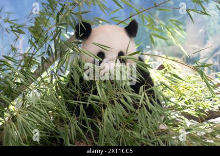 Berlin, Deutschland. August 2024. Panda Meng Meng Meng, schwanger mit Zwillingen, sitzt in ihrem Gehege im Zoo Berlin. Nach fünf Jahren werden im Berliner Zoo wieder Pandabuppen erwartet. Quelle: Sebastian Gollnow/dpa/Alamy Live News Stockfoto