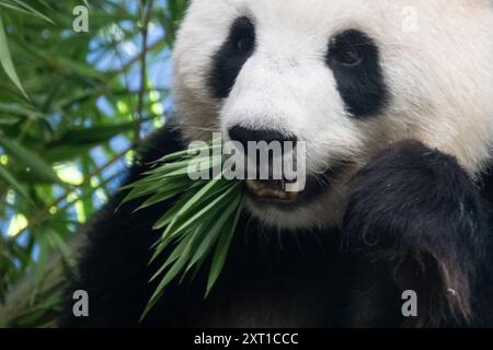 Berlin, Deutschland. August 2024. Panda Meng Meng Meng, schwanger mit Zwillingen, sitzt in ihrem Gehege im Zoo Berlin. Nach fünf Jahren werden im Berliner Zoo wieder Pandabuppen erwartet. Quelle: Sebastian Gollnow/dpa/Alamy Live News Stockfoto