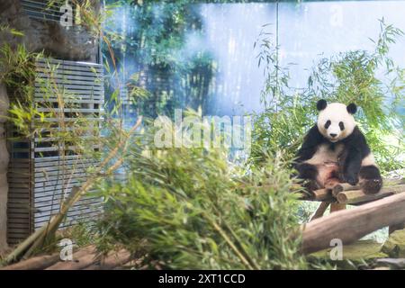 Berlin, Deutschland. August 2024. Panda Meng Meng Meng, schwanger mit Zwillingen, sitzt in ihrem Gehege im Zoo Berlin. Nach fünf Jahren werden im Berliner Zoo wieder Pandabuppen erwartet. Quelle: Sebastian Gollnow/dpa/Alamy Live News Stockfoto