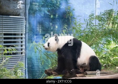 Berlin, Deutschland. August 2024. Panda Meng Meng Meng, schwanger mit Zwillingen, sitzt in ihrem Gehege im Zoo Berlin. Nach fünf Jahren werden im Berliner Zoo wieder Pandabuppen erwartet. Quelle: Sebastian Gollnow/dpa/Alamy Live News Stockfoto