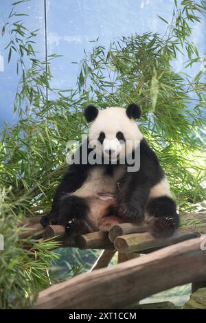 Berlin, Deutschland. August 2024. Panda Meng Meng Meng, schwanger mit Zwillingen, sitzt in ihrem Gehege im Zoo Berlin. Nach fünf Jahren werden im Berliner Zoo wieder Pandabuppen erwartet. Quelle: Sebastian Gollnow/dpa/Alamy Live News Stockfoto
