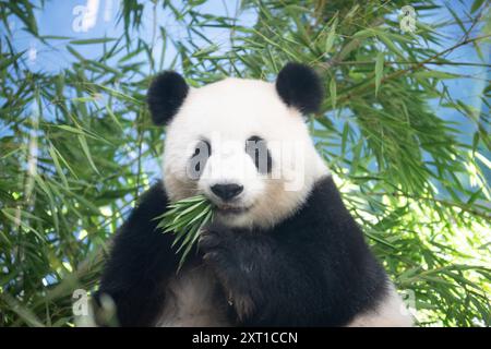 Berlin, Deutschland. August 2024. Panda Meng Meng Meng, schwanger mit Zwillingen, sitzt in ihrem Gehege im Zoo Berlin. Nach fünf Jahren werden im Berliner Zoo wieder Pandabuppen erwartet. Quelle: Sebastian Gollnow/dpa/Alamy Live News Stockfoto