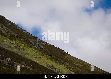 Rotwild auf dem Berghang Glenshee Stockfoto