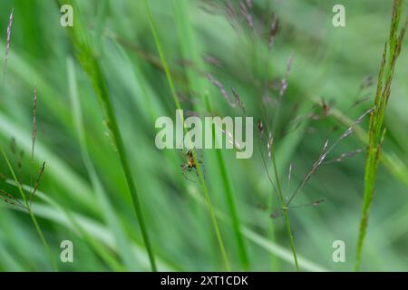 Ventrale Ansicht einer grünen Gurke - Araniella cucurbitina im Melicrasen Stockfoto