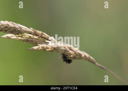 Große Schwarze Ant auf Haargras Stockfoto