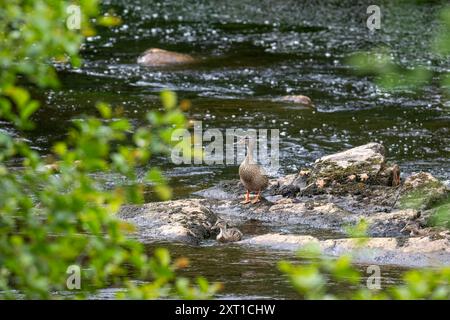 Stockenten-Ente mit Enten auf dem Fluss Black Water, Schottland Stockfoto