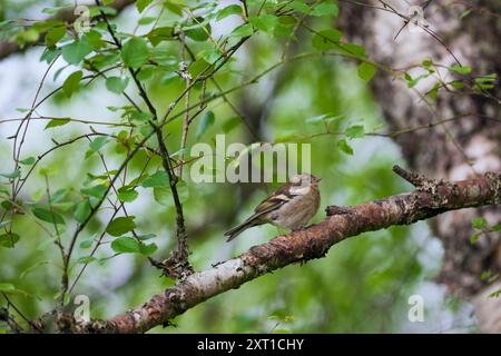 Weiblicher Chaffinch, der auf einem Birkenzweig sitzt Stockfoto