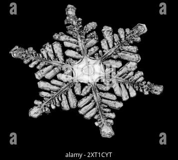 Nahaufnahme einer einzigartigen, komplizierten Schneeflocke mit einzigartigen geometrischen Mustern auf schwarzem Hintergrund. Aurora, Colorado Vereinigte Staaten peja00020 Copyright: X Stockfoto