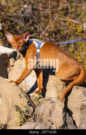 Abessinierkatze auf Rasen im Garten. Stockfoto