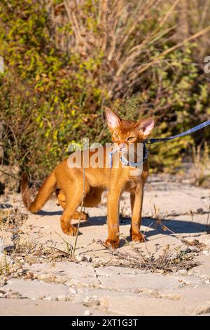 Abessinierkatze auf Rasen im Garten. Stockfoto