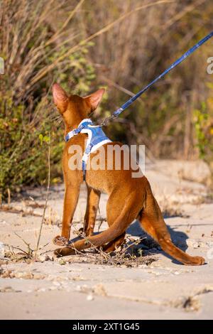 Abessinierkatze auf Rasen im Garten. Stockfoto