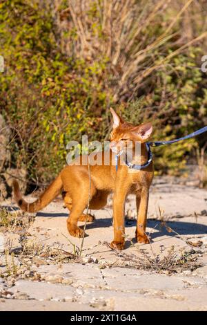Abessinierkatze auf Rasen im Garten. Stockfoto