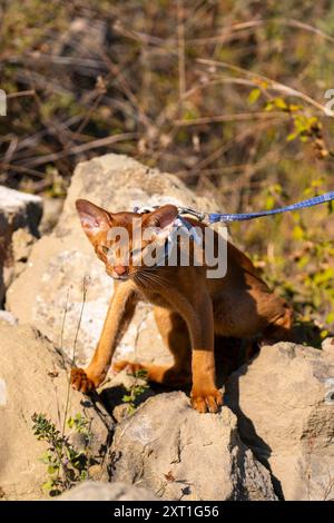 Abessinierkatze auf Rasen im Garten. Stockfoto