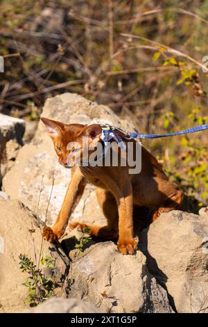 Abessinierkatze auf Rasen im Garten. Stockfoto