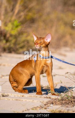 Abessinierkatze auf Rasen im Garten. Stockfoto