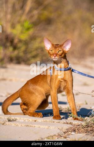 Abessinierkatze auf Rasen im Garten. Stockfoto