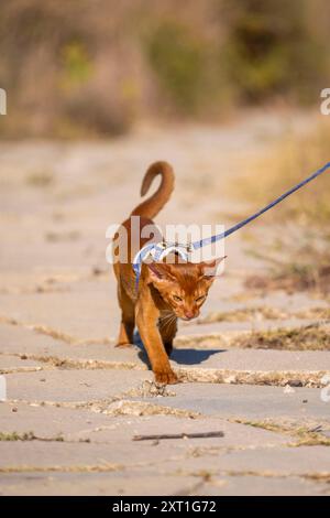 Abessinierkatze auf Rasen im Garten. Stockfoto