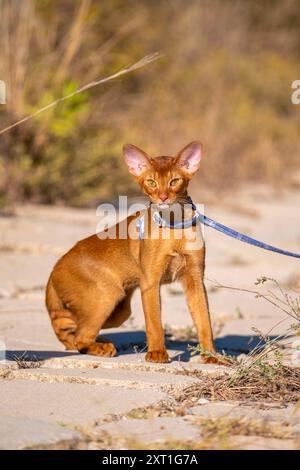 Abessinierkatze auf Rasen im Garten. Stockfoto