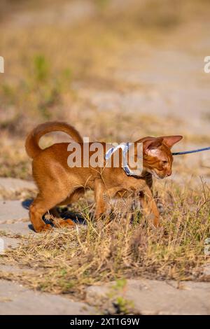 Abessinierkatze auf Rasen im Garten Stockfoto