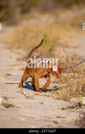 Abessinierkatze auf Rasen im Garten Stockfoto