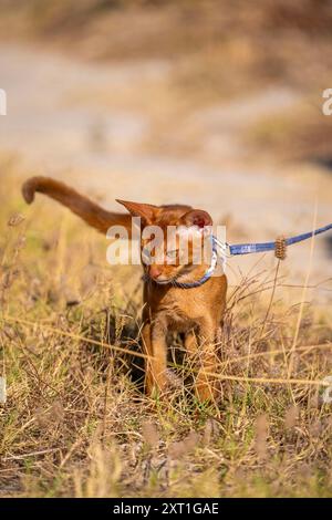 Abessinierkatze auf Rasen im Garten Stockfoto