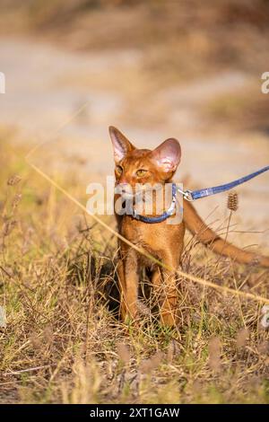 Abessinierkatze auf Rasen im Garten Stockfoto