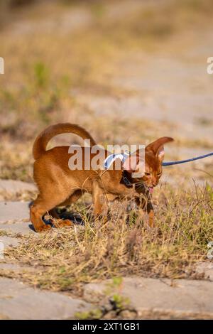 Abessinierkatze auf Rasen im Garten Stockfoto