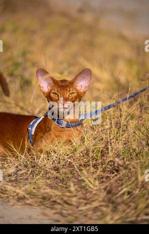 Abessinierkatze auf Rasen im Garten Stockfoto
