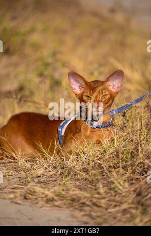 Abessinierkatze auf Rasen im Garten Stockfoto