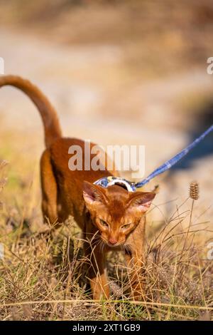 Abessinierkatze auf Rasen im Garten Stockfoto