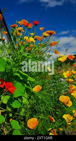 Lebendige Jahresblumen im Behälter mit kalifornischem Mohn, Ringelblume und rotem Kapuzinerknopf vor blauem Himmel. Stockfoto