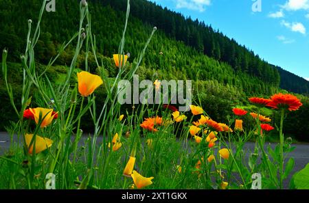 Lebhafte Farben der kalifornischen Mohn- und Calendula-Jahresblumen im Container Stockfoto
