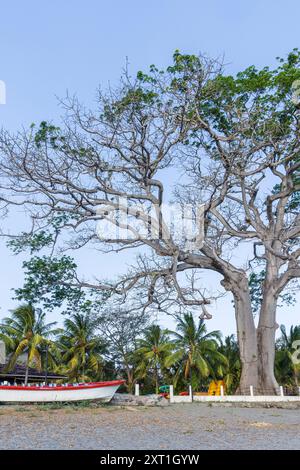 Beeindruckender großer alter Mangobaum und Boot am Strand der Vulkaninsel Ometepe im Südwesten Nicaraguas Lake Cocibolca in Nicaragua. Stockfoto