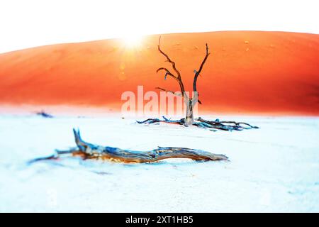 Ein einsamer toter Baum steht vor der Kulisse einer glatten, orangen Sanddüne unter untergehender oder aufgehender Sonne. Namibia phhi00052 Copyright: XConnectxImagesx Stockfoto