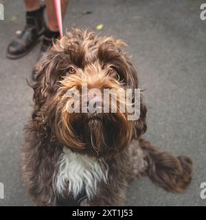 Ein Sproodle, der in Cornwall in Großbritannien spaziert wurde. Stockfoto