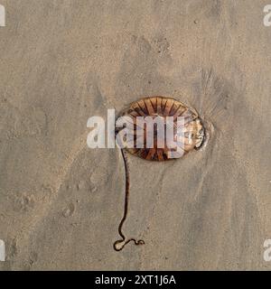 Eine Kompass-Qualle Chrysaora hysoscella, die von einer Ebbe am Towan Beach in Newquay in Cornwall in Großbritannien gestrandet ist. Stockfoto