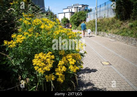 Jacobaea vulgaris Common Ragwort wächst entlang der historischen Route der Tram Tram Tracks in Newquay in Cornwall, Großbritannien. Stockfoto